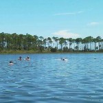 Snorkeling for Scallops St Joe Bay