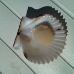 St Joe Bay Scallop Meat