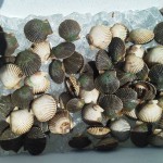 St Joe Bay Scallops