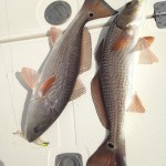 Redfish St Joe Bay