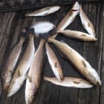 Cody and Charles St Joe Bay Big Speckled Trout Catch