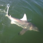 Indian Pass Shark