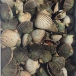 St Joe Bay Scallops