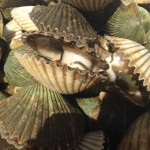 St Joe Bay Scallops