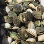 St Joe Bay Scallops