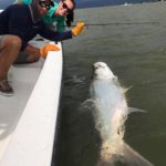 tarpon indian pass florida fishing charters guide