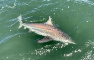 A baby shark is swimming next to its mother.